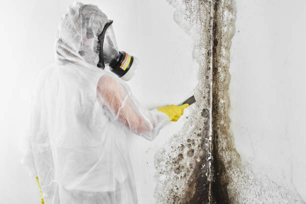 Biohazard Mold Removal in Chula Vista, CA